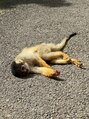 プラスフィール 西宮北口店 小猿が好きで、石垣島でリスザルを触りに行きました!