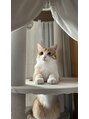 よしおか鍼灸院 愛猫のミル。ねずみのおもちゃとササミが好きな甘えん坊。