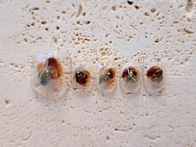 ネイルサロンキティ(nail salon Kitty)/FOOTニュアンス ¥8980