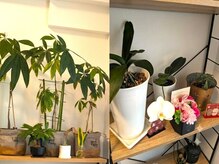 エステティックサロン＆A  【痩身・肩こり・リンパマッサージ・ヘッドスパ 】の雰囲気（オープン時にいただいた観葉植物も元気に育ってます！）
