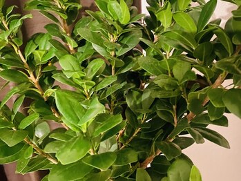 エース(ACE)/フィカス・ベビーリーフ　名古屋