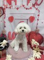 ノウル(nouru)&nbsp;マルプーと一緒に暮らしてます！