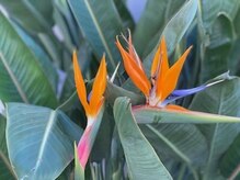 ル シエル(Le Ciel)/【ストレチアの花言葉】