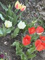 ラブユー(LvU) 自宅の庭のチューリップです。お花の写真を撮るのも好きです。