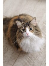 サロン ド アンティーク(Salon de Antique*) かぼちゃ