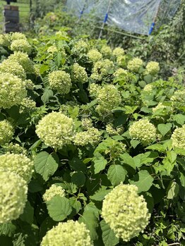 マシュマロハンド/よもぎ蒸し/冷え/むくみ改善