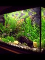 チャマ 徳島本店(CHAMA) アクアリウムが大好きです♪ウーパールーパーと熱帯魚を飼育中
