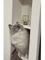グレイスリリー(grace lily)&nbsp;家ではラグドールを飼ってます。