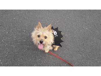 フェリーチェ(felice)/★看板犬アルトのハロウィン♪