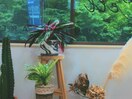 おおきな窓や植物に癒される店内
