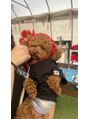 アイネイルズ 梅田店(I nails)&nbsp;愛犬のラルくんです