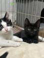 シャルール(Chaleur)&nbsp;猫ちゃん達に毎日癒されてます♪