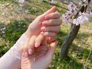 桜カラーグラデーション