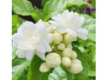 ジャワの宝石/天然ジャスミン花の恵み