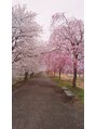 アリエス 浦和 朝のウオーキング気持ちいい♪地元の桜並木。