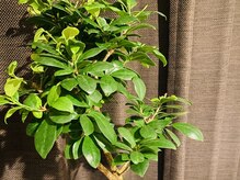 エース(ACE)/ガジュマル　名古屋　亀島