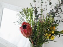 プロテア(Protea)