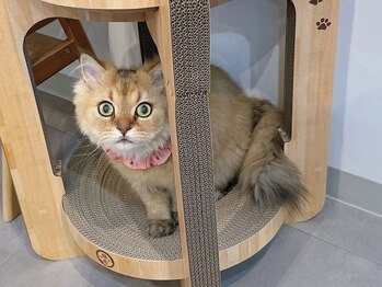 ルダリドゥー 東銀座店(Le Dali Deux)/ピエールさん