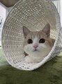ラビクール 銀座店(Rabbicour)&nbsp;猫を飼いはじめました！