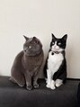 ナフ(naf) 看板猫チャンドラー(グレー)とゴンザレス(ハチワレ)人が大好き