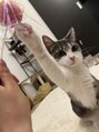 アブニール 我孫子店(AVENIR) 猫と暮らしています^ ^まつげパーマ/眉毛/アイブロウ/LED/我孫子