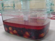 健康再生/初めて漬けた梅干し