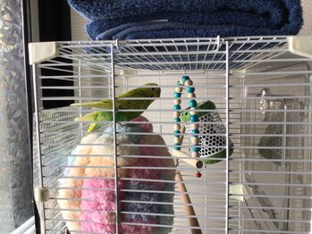 和み/看板インコ