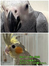 ヘレマウ/癒し担当です♪