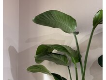 ユラン(YURAN)/観葉植物沢山の店内