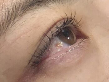 ピクシーボブ(Pixie Bob)/★マツパ根本からしっかりカール