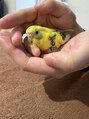 ユニティー(Unity) 黄色のインコを飼ってます。きーちゃんです。