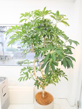 アジア整体 天白院/