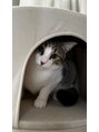 よしおか鍼灸院 愛猫のゴマ。『おやつ』と『ごはん』という言葉を理解している。