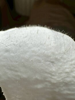 SOY. eyebrow and beauty salon【ソイ】/ANNON.WAX取扱店 【FACEWAX】