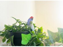 ポーラ エステサロン Sサフィニア新松戸店(POLA)/店内