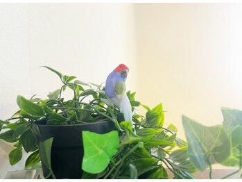 ポーラ エステサロン Sサフィニア新松戸店(POLA)/店内