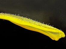 ボーテドクレイン 恵比寿店(Beaute de crane)/【ごっそり取れる松やにパック】