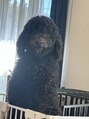 アネロ(anello)&nbsp;愛犬のスタンダードプードル♂