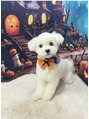 ヘッドミント 草加店 愛犬のミルク★マルチーズです!