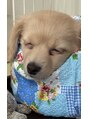 トム トム&nbsp;愛犬のむぎちゃんはぽっちゃり、おっとり、癒し系女の子