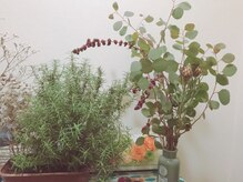 ハミングバード/今日のお花