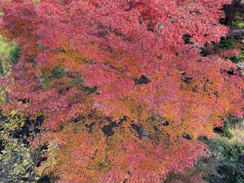 葡のか(ほのか)/葡のかの窓から