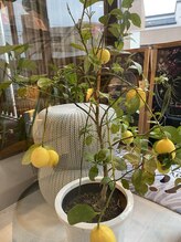 ラティ/入口の癒し