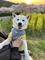 ホワイトニングショップ 大和八木店&nbsp;愛犬の柴犬くんです☆