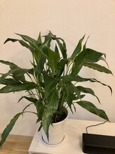 リラファス整体院 神戸新開地/院内にある緑2