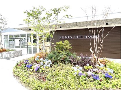 ウィスタリア フィールドプランシュ(WISTARIA FIELD-PLANCHES)の写真