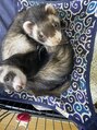 アネロ(anello)&nbsp;我が家のフェレットくん達