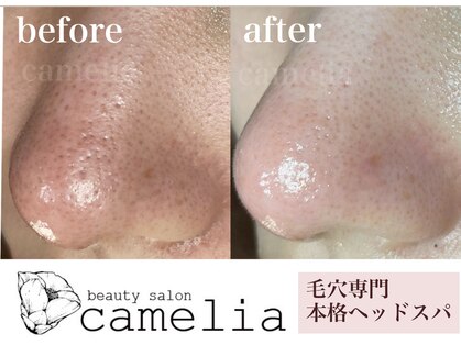 カメリア(camelia)の写真
