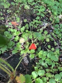 シャムス(SHAMS)/