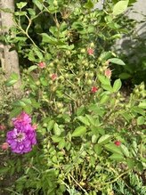 シャムス(SHAMS)/